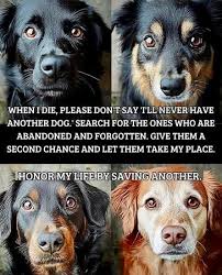 WHEN I DIE, PLEASE DON'T SAY 'I'LL NEVER HAVE ANOTHER DOG. SEARCH FOR THE  ONES WHO ARE ABANDONED AND FORGOTTEN. GIVE THEM A SECOND CHANCE AND LET  THEM TAKE MY PLACE. HONOR