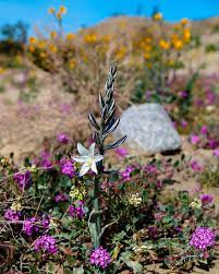 Maybe you would like to learn more about one of these? Best Places To See Southern California Wildflowers Bright Lights Of America