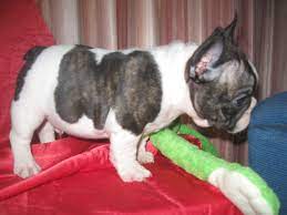 Find french bulldog puppies and breeders in your area and helpful french bulldog information. French Bulldog Puppies For Sale In Oklahoma Osage Plains French Bulldogs French Bulldog Puppies French Bulldog Puppies