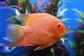 Redsanto Severum Pez Ciclido Ciclidos Peces Tropicales