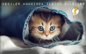 Kediler Hakkinda 10 Ilginc Bilgi