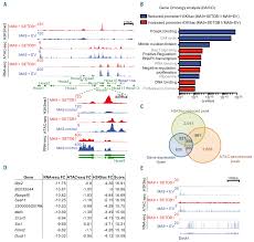 We used the macs2 peak caller (v 2.10.20130712) to identify regions of enrichment over a wide range of signal. Setdb1 Mediated Histone H3 Lysine 9 Methylation Suppresses Mll Fusion Target Expression And Leukemic Transformation Haematologica