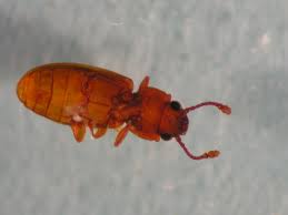 We did not find results for: Foreign Grain Beetle Emergence Kentucky Pest News