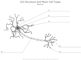 Pogil Activity On The Tissue Level Of Organization Diagram Quizlet