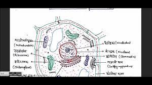 Shape and size of cell 3. Biology Gk In Hindi The Cell Plant And Animal Cell Cell Organelles Biology 2 1 Youtube