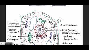 Maybe you would like to learn more about one of these? Biology Gk In Hindi The Cell Plant And Animal Cell Cell Organelles Biology 2 1 Youtube