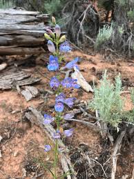 Image result for Penstemon