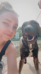 Brindle greyhound socks for auction