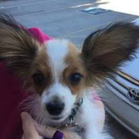You're free to customize your dog's hey, why not throw in a luxurious grooming session for your pets last day at bark avenue so you come back to a sweet smelling pet. Bark Avenue Pet Resort 3109 E Mckellips Rd