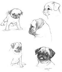 Pin By Acelya Ozsoy On Pugs Pug Tattoo Pug Art Pugs
