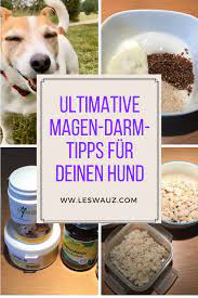 Die Ultimativen Tipps Fur Magen Darm Probleme Beim Hund Leswauz