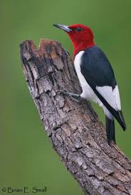 Pin On Beauty Bird