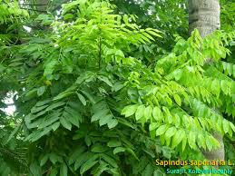 Image result for Sapindus saponaria