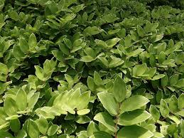 Image result for Combretum falcatum