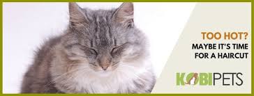 Jul 14, 2017 · 10 tips on how to keep outdoor cats cool in hot weather. 10 Tips On How To Keep Outdoor Cats Cool In Hot Weather Kobi Pets