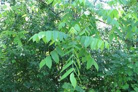 01 01 Juglans Cinerea Linne Noyer Cendre Arbre A Noix Longues Butternut Butternut Flores Plants