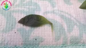 Generally speaking, it is easier to fix an underwatering problem than an overwatering one. How To Save Overwatered String Of Pearls Curio Rowleyanus Garden For Indoor