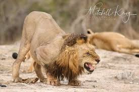 Did you know you can also call a jaguar a panther and still be correct? Mr T Taking A Bow For His Army Of Fans Big Cats Drawing Wild Lion Wild Cats