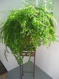 Maidenhair fern care is pretty straightforward. My Pride And Joy Maidenhair Fern Houseplants