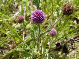 Image result for Sphaeranthus gazaensis