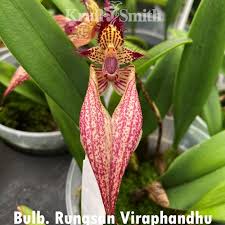 Image result for Rhabdophyllum