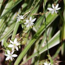 Image result for Chlorophytum pauper