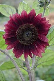 Download and use 1,000+ sunflower stock photos for free. Dark Red Sunflower Black Magic Helianthus Annuus Early August Girassois Vermelhos Melhores Flores Flores Bonitas