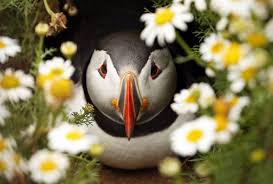 Hd Wallpaper Birds And Flowers Animal Puffin Birds Seabirds Flower Bird Wallpaper 2019 Wallpaper Grab Wallpapers Bird Wallpaper Puffins Bird Birds Wallpaper Hd