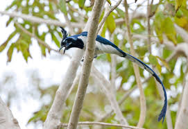 Birds That Look Like Blue Jays But Are Black Seven Nifty Jays That Aren T Blue Jays Blue Jay Jay Magpie
