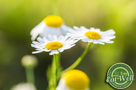 All hair care products on sale. Buy Chamomile Flowers Tea 4 Oz Reseable Bag Chamomile Tea Loose Leaf Extra Grade Dried Chamomile Herbal Tea Relax Sleep Well Online In Vietnam B0791my4rk