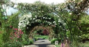 Owen Rose Garden Eugene Oregon Rose Garden Portland Garden Gifts Organic Gardening
