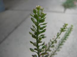 Image result for Lepidium bonariense