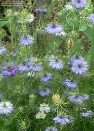 Plantfiles Pictures Love In A Mist Miss Jekyll Nigella Damascena 9 By Rebecca101 Davesgarden Com Annual Flowers Flower Seeds Plant Sale