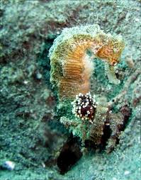 Kuda laut adalah sedikit hewan yang memiliki kebiasaan menakjubkan dalam beregenerasi atau berkembang biak. Karakteristik Kuda Laut Yang Menarik Malaikat07 S Blog