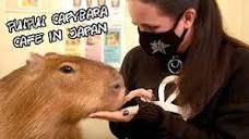 Meeting Capybaras at PUIPUI Capybara Cafe in Japan! カピバランド ...