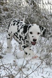Dalmatian Puppy In Snow One Of My Favorite Breeds Goruntuler Ile Kopek Hayvanlar Kedi Kopek