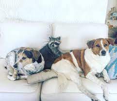 Unlikely Animal Friendships Animals Friendship Unlikely Animal Friends Animals Friends