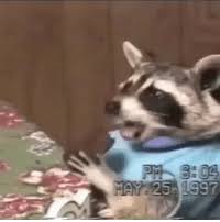 Send these beautiful birthday wishes,messages and sayings to your loved ones and show them how. May 25e 1997 Happy Birthday Racoon Peeking Down Here Are You Roblox Minecraft Kill Me Mynamejeff Meme Unfunny Ifunny