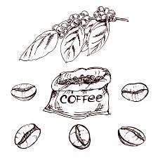 Check spelling or type a new query. Hand Drawn Coffee Beans Sketch Of Coffee Beans Vector Drawing Royalty Free Cliparts Vectors And Stock Illustration Image 55479612