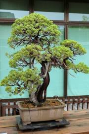 Image result for Juniperus procera