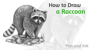 Draw a circle for the head, followed by an oval, overlapped by the circle. How To Draw A Raccoon With Ink Liners