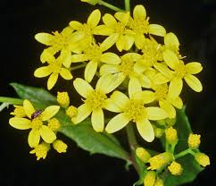 Image result for Senecio latifolius
