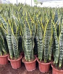 Image result for Asplenium laurentii