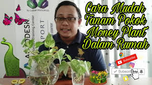 Air sebagai pembangkit listrik dalam air terjun air berfungsi untuk keperluan irigasi dalam bidang pertanian air telah lama memainkan peran penting dalam kehidupan manusia. Cara Mudah Tanam Pokok Hiasan Money Plant Dalam Rumah Bersama Bro Miki Youtube