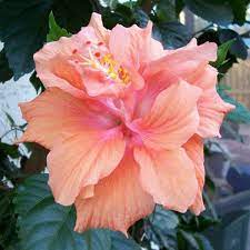 Buy Hibiscus Gudhal Flower Peach Double Plant Online From Nurserylive At Lowest Price Hibiscus Plant Growing Hibiscus Gudhal Flower