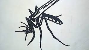 Bingkai foto hitam putih secara percuma dan dalam talian. Cara Menggambar Nyamuk How To Draw A Mosquito Youtube
