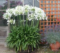 Image result for Agapanthus africanus