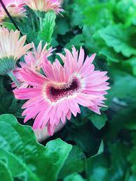 My Beautiful Mutant Fasciated Gerber Daisy Gerber Daisies Plant Fungus Daisy