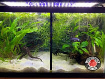 An aquarium substrate (sand, gravel, etc.) setting up the tank for your betta: How To Set Up A Divided Betta Fish Tank