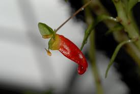 Image result for Impatiens keilii